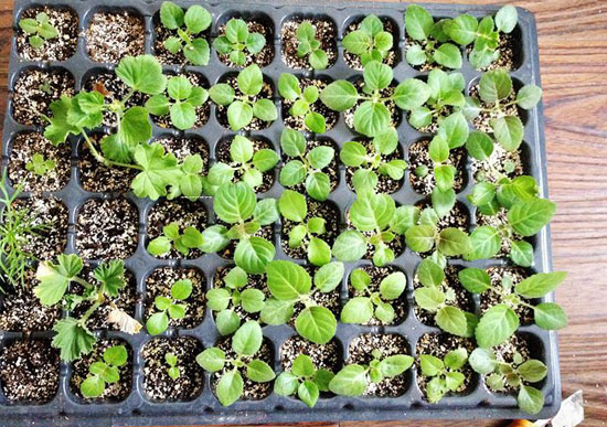 大岩桐什么时候种植比较好