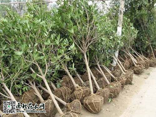 黄花槐：北方园林观赏优选，耐旱抗逆高效种植(图1)