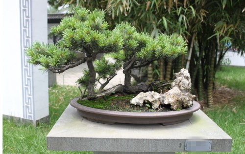 花卉盆景制作方法分类及技巧(图3)