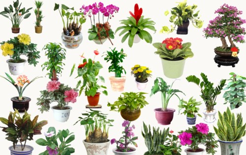 花卉盆景制作方法分类及技巧(图1)