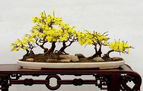 花卉盆景制作方法分类及技巧(图2)