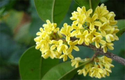 秋日盛开的花卉种类及秋播适合植物(图1)