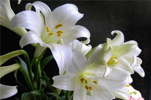 百合花功效解析：清心安神 润肺止咳 美容养颜全攻略(图1)