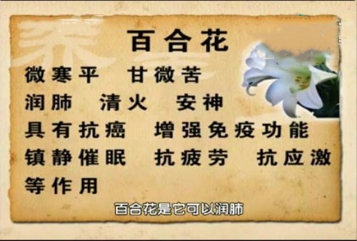 百合花功效解析：清心安神 润肺止咳 美容养颜全攻略(图2)