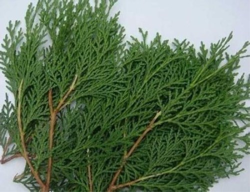 侧柏叶多重健康益处解析，中医传统药物功效揭秘(图1)