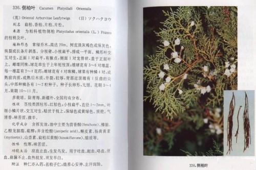 侧柏叶多重健康益处解析，中医传统药物功效揭秘(图5)