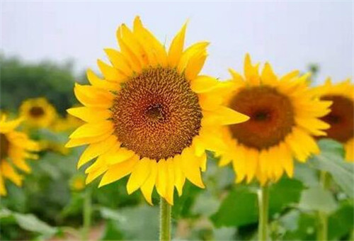 向日葵花期及管理要点全解析(图3)