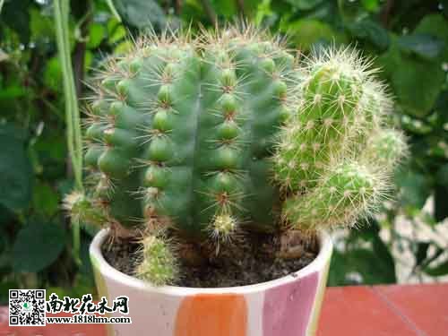 仙人掌：高钙黄酮新型蔬菜，多样健康功效解析(图1)