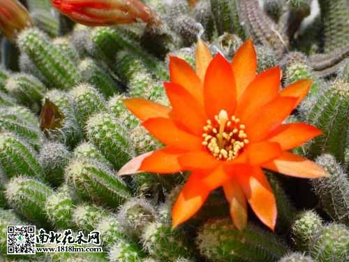 仙人掌：高钙黄酮新型蔬菜，多样健康功效解析(图2)