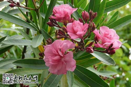 花卉异种同名现象解析：名称混淆与植物学知识(图2)