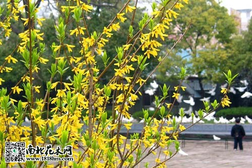 花卉异种同名现象解析：名称混淆与植物学知识(图1)