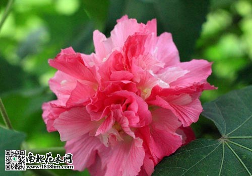 花卉异种同名现象解析：名称混淆与植物学知识(图3)