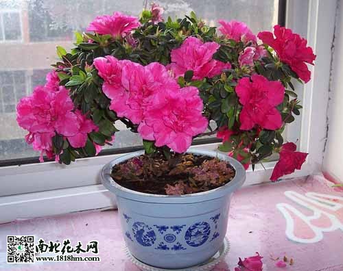 卧室养花注意事项：夜间花卉的健康影响分析(图1)