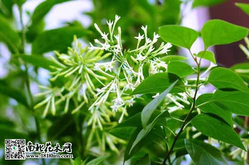 卧室养花注意事项：夜间花卉的健康影响分析(图2)