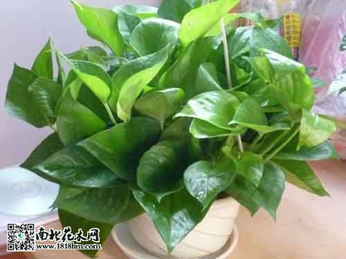 家庭水养植物推荐及无土栽培技巧