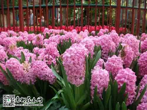 家庭水养植物推荐及无土栽培技巧(图2)