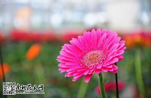 家庭水养植物推荐及无土栽培技巧(图4)