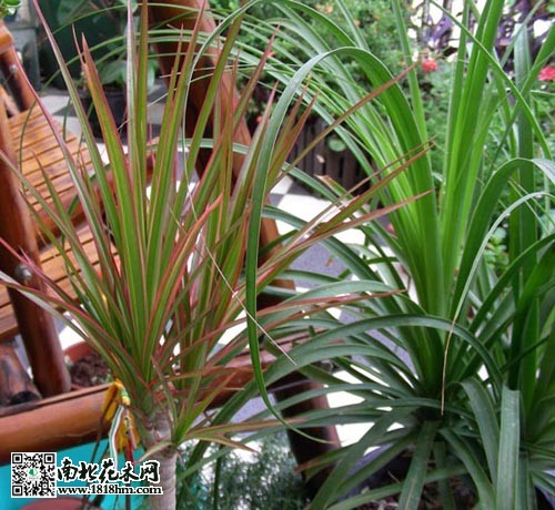 家庭水养植物推荐及无土栽培技巧(图3)