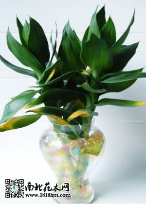 家庭水养植物推荐及无土栽培技巧(图5)