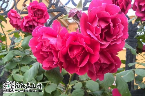 爬墙梅攀爬原理与四季开花习性(图3)