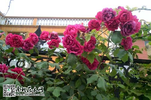 爬墙梅攀爬原理与四季开花习性(图2)