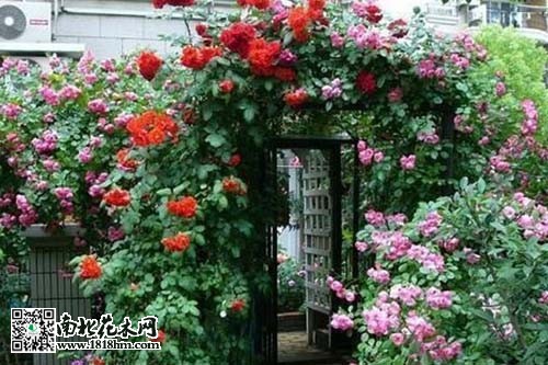 爬墙梅攀爬原理与四季开花习性(图1)