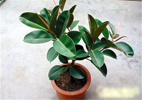 橡皮树会开花吗？养护技巧助你实现