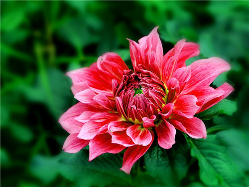 大丽花花语与生长习性解析(图2)