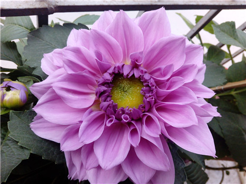 大丽花花语与生长习性解析(图4)