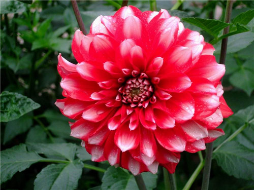 大丽花花语与生长习性解析