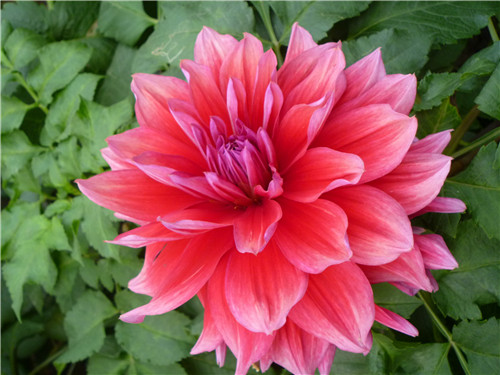 大丽花花语与生长习性解析(图3)