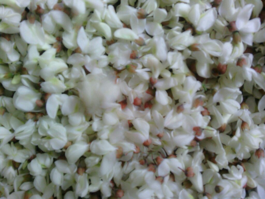 槐树花可食用无毒？详细解析其功效与食用方法(图6)