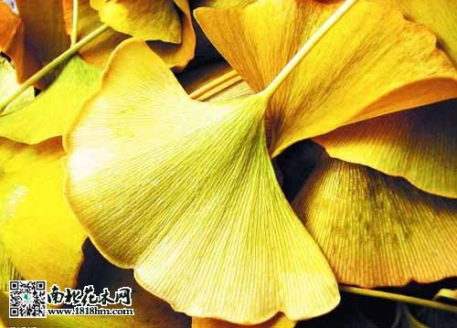 银杏叶功效与作用详解 调节血压血糖改善心血管(图1)