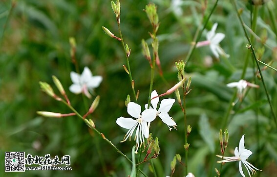 千鸟花多分枝红色秋叶特色解析(图1)