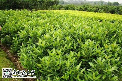 法国冬青：四季常青的生态景观与防护功能解析