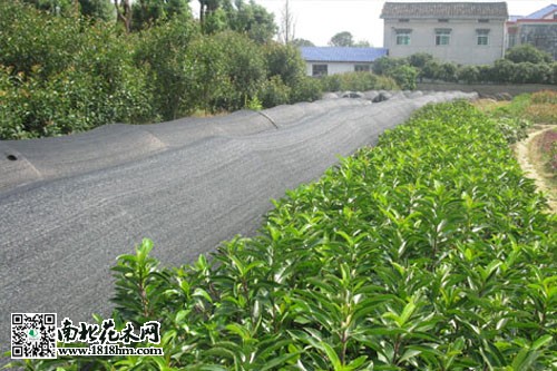 法国冬青：四季常青的生态景观与防护功能解析(图2)