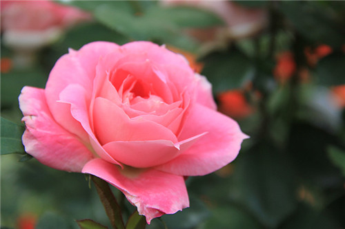 月季花的盛放时间与养护要点解析(图2)