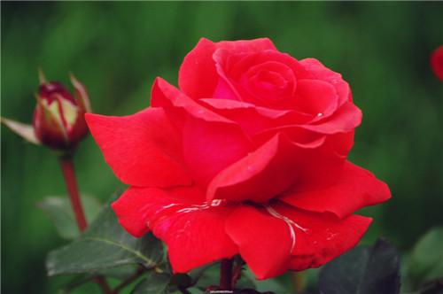 月季花的盛放时间与养护要点解析