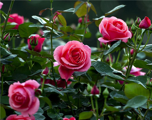 月季花的盛放时间与养护要点解析(图3)