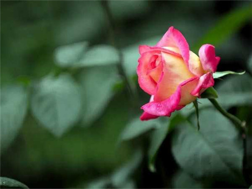 月季花的盛放时间与养护要点解析(图4)