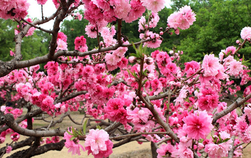 桃花开花时间与喝桃花茶的八大好处(图3)
