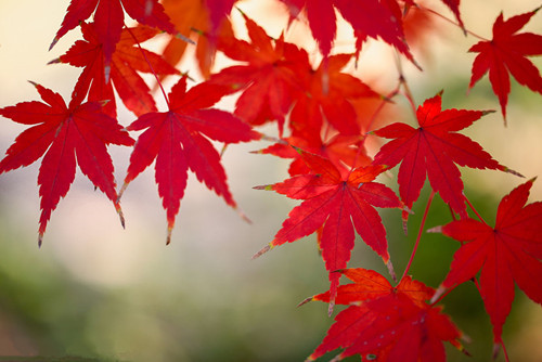 红枫与鸡爪槭区别解析：关键特征对比指南(图3)