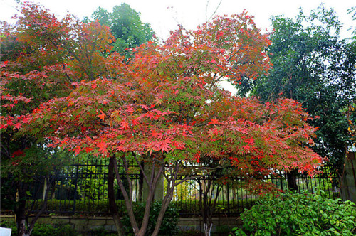 红枫与鸡爪槭区别解析：关键特征对比指南(图2)