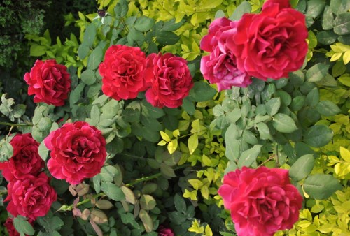 月季花的药用价值与美容功效解析