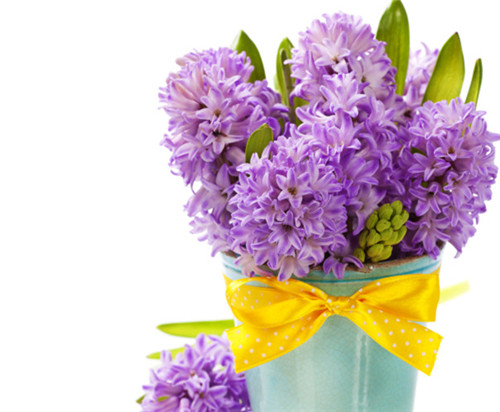 风信子有毒吗？哪些人群不宜养殖(图4)