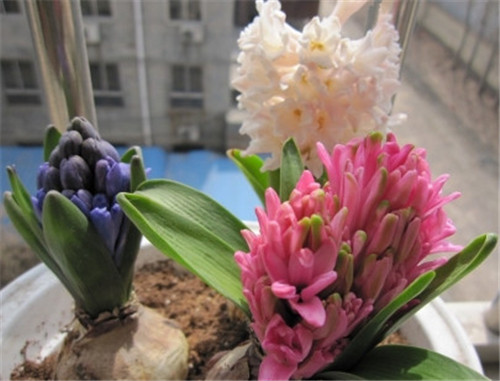 风信子有毒吗？哪些人群不宜养殖(图3)