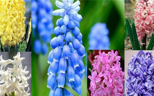 风信子有毒吗？哪些人群不宜养殖(图2)