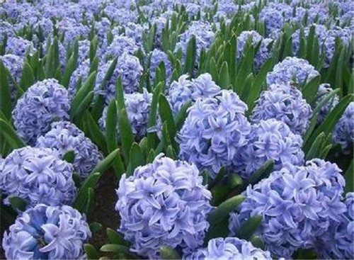 风信子有毒吗？哪些人群不宜养殖