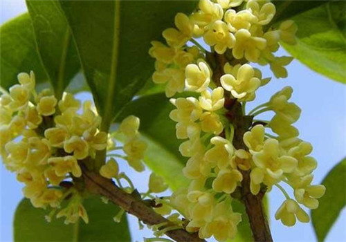 桂花开花时间与花色区别解析