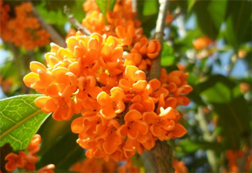 桂花开花时间与花色区别解析(图4)